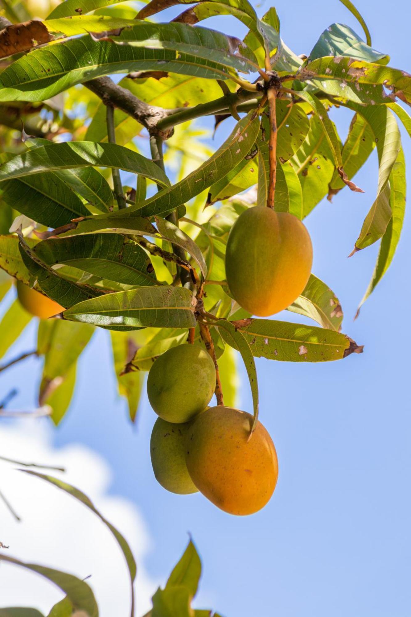 Amaris Mango Seafront Villa Granelli Kültér fotó
